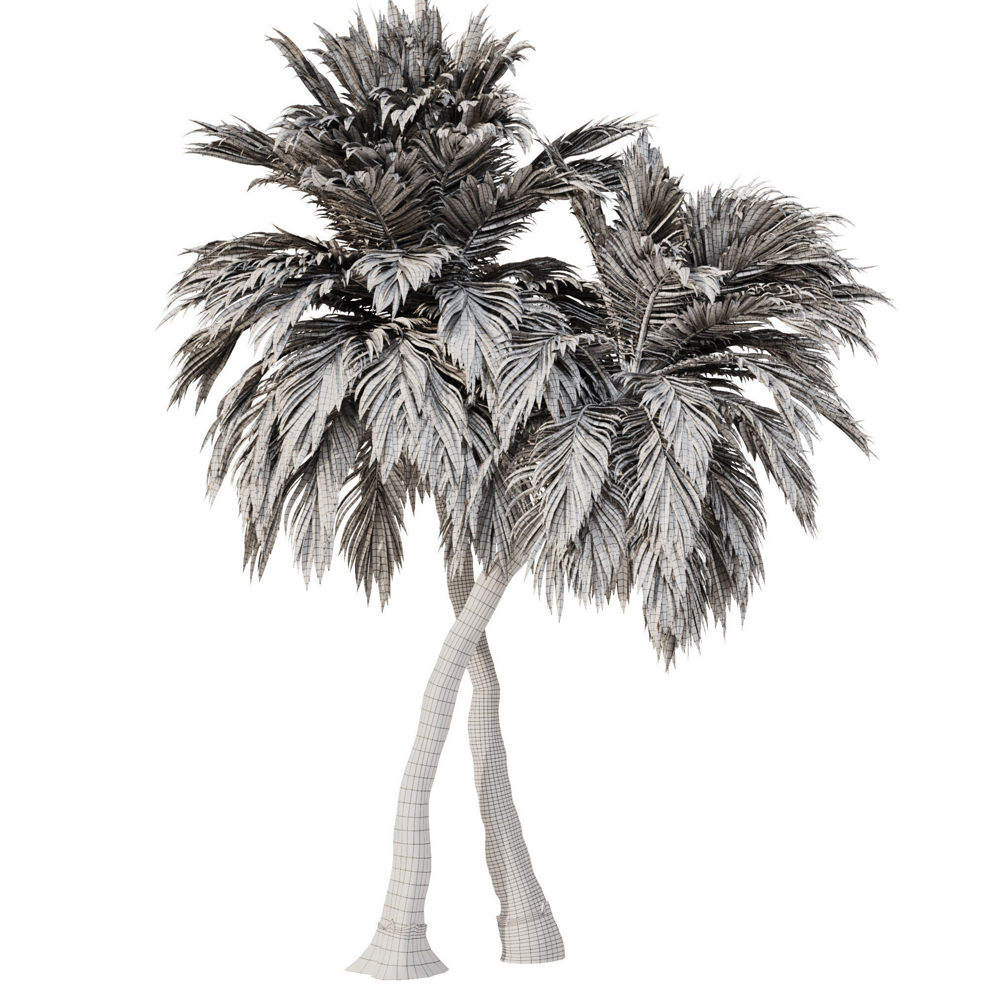 Palm Tree Set23 3D model_4