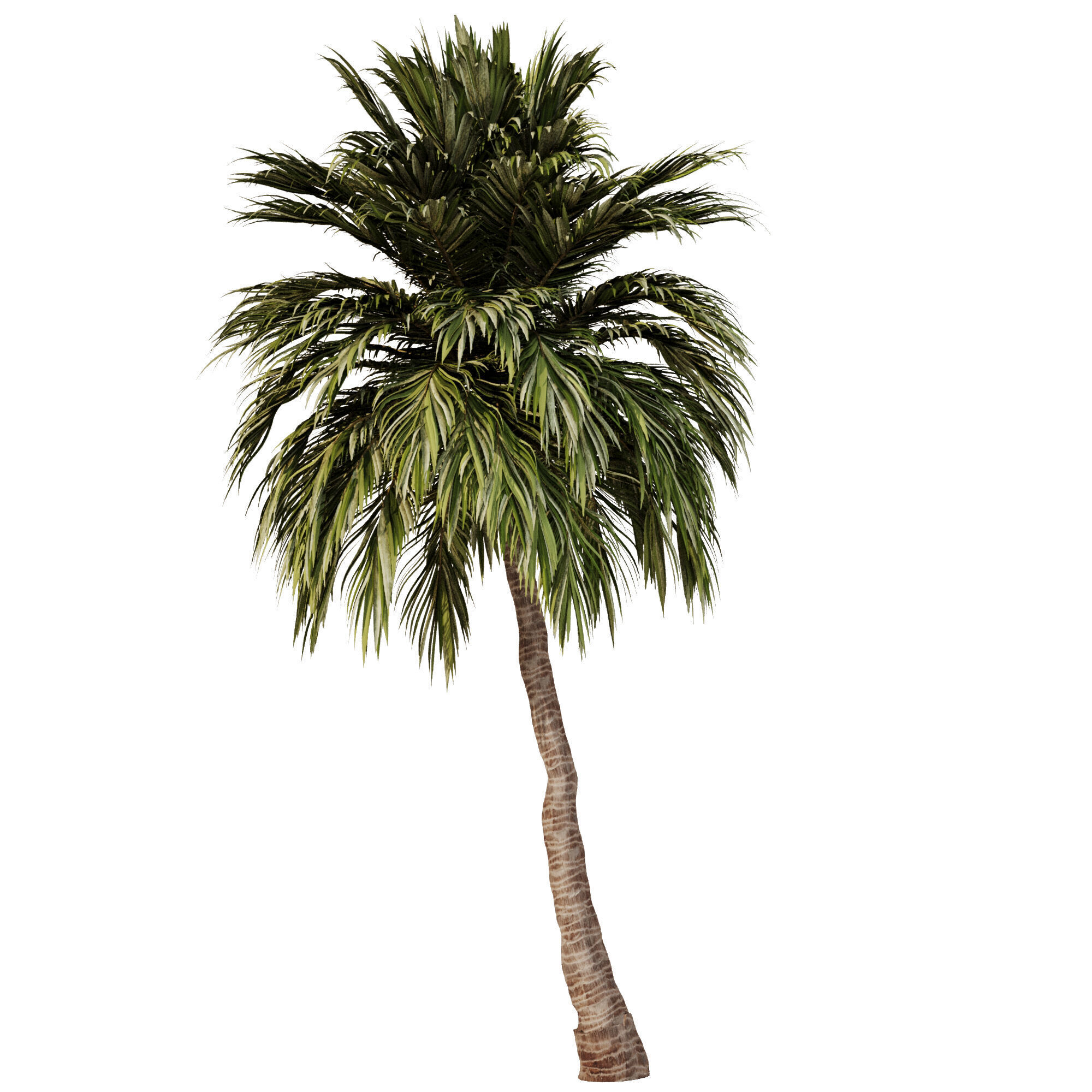 Palm Tree Set23 3D model_1