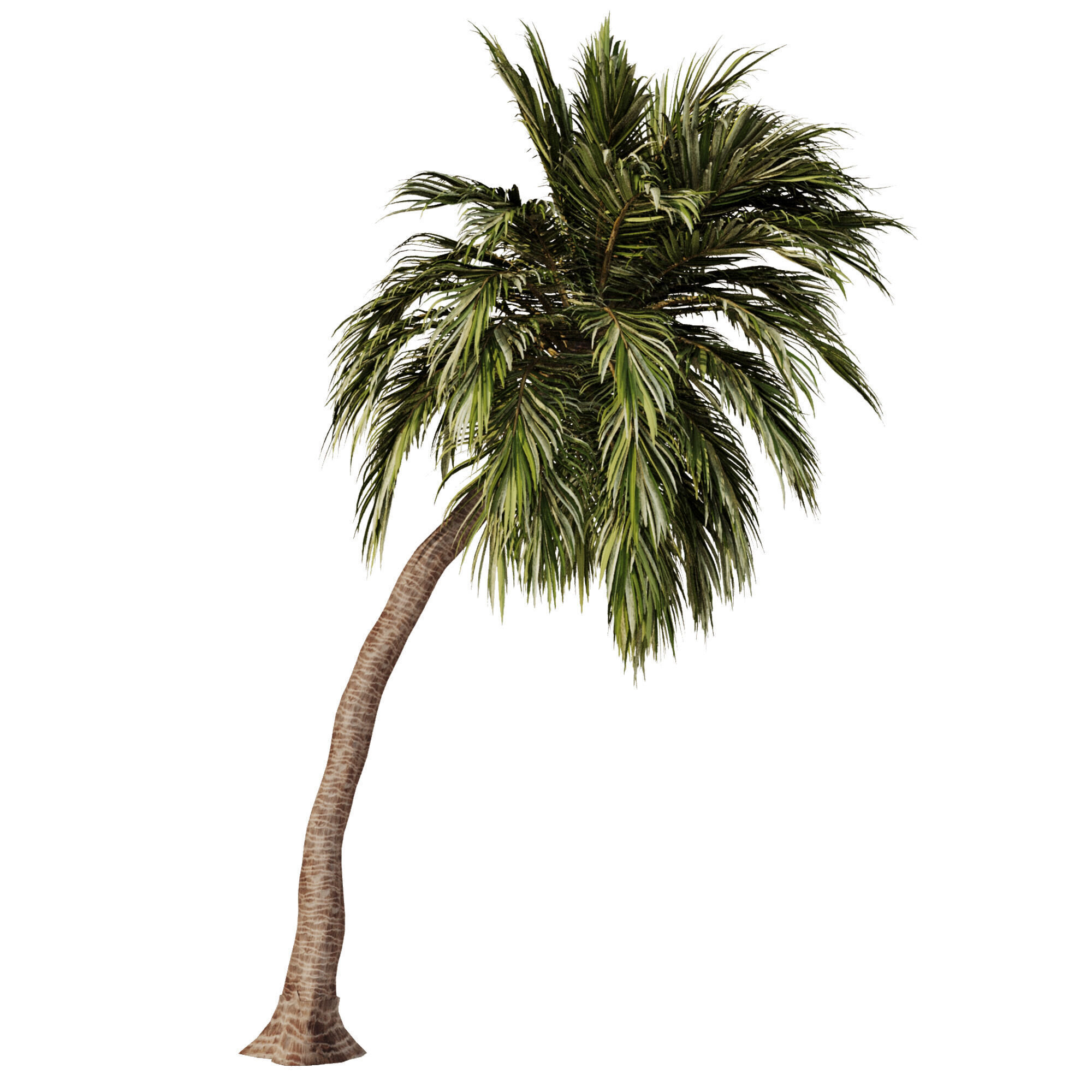 Palm Tree Set23 3D model_2