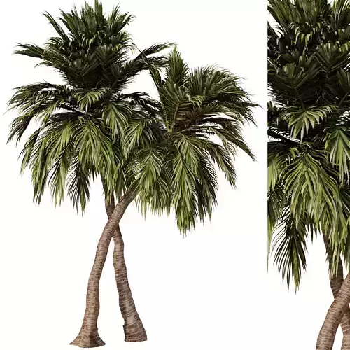 Palm Tree Set23