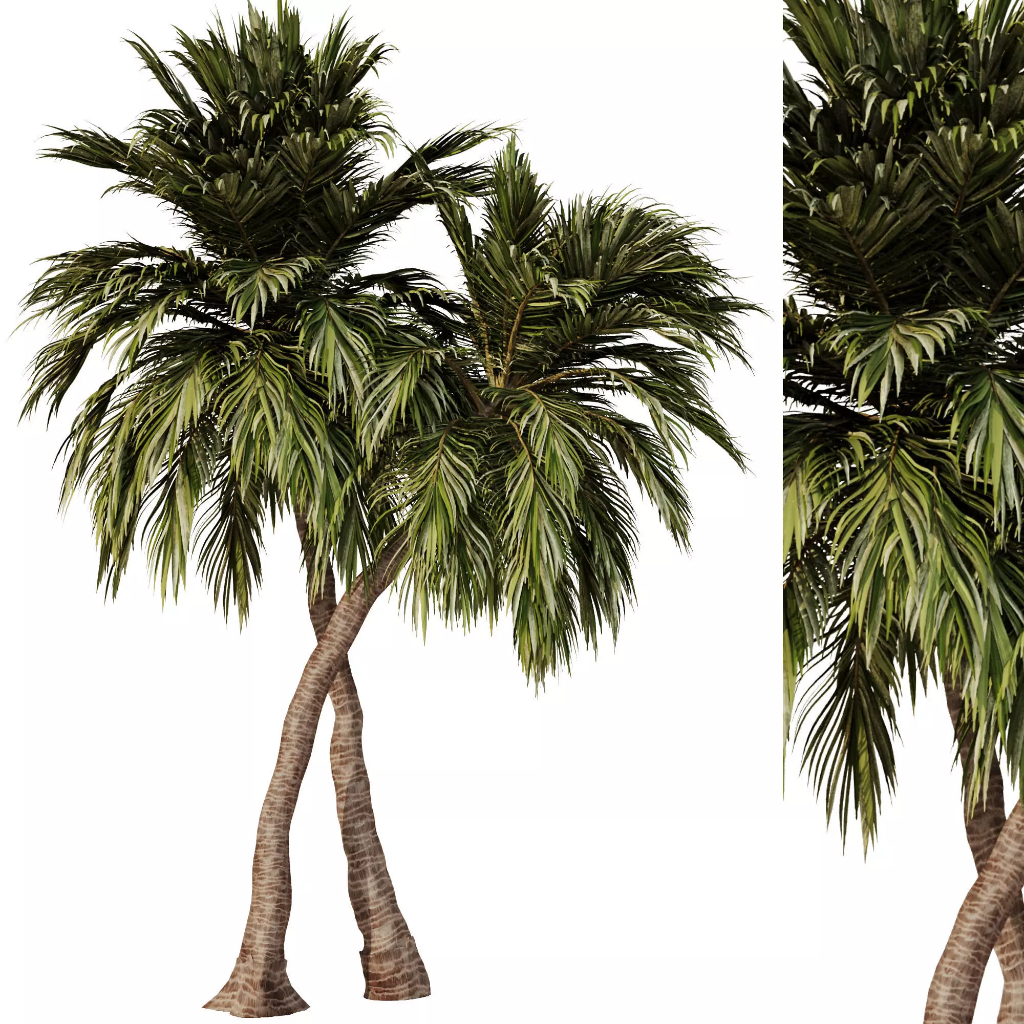 Palm Tree Set23 3D model_0