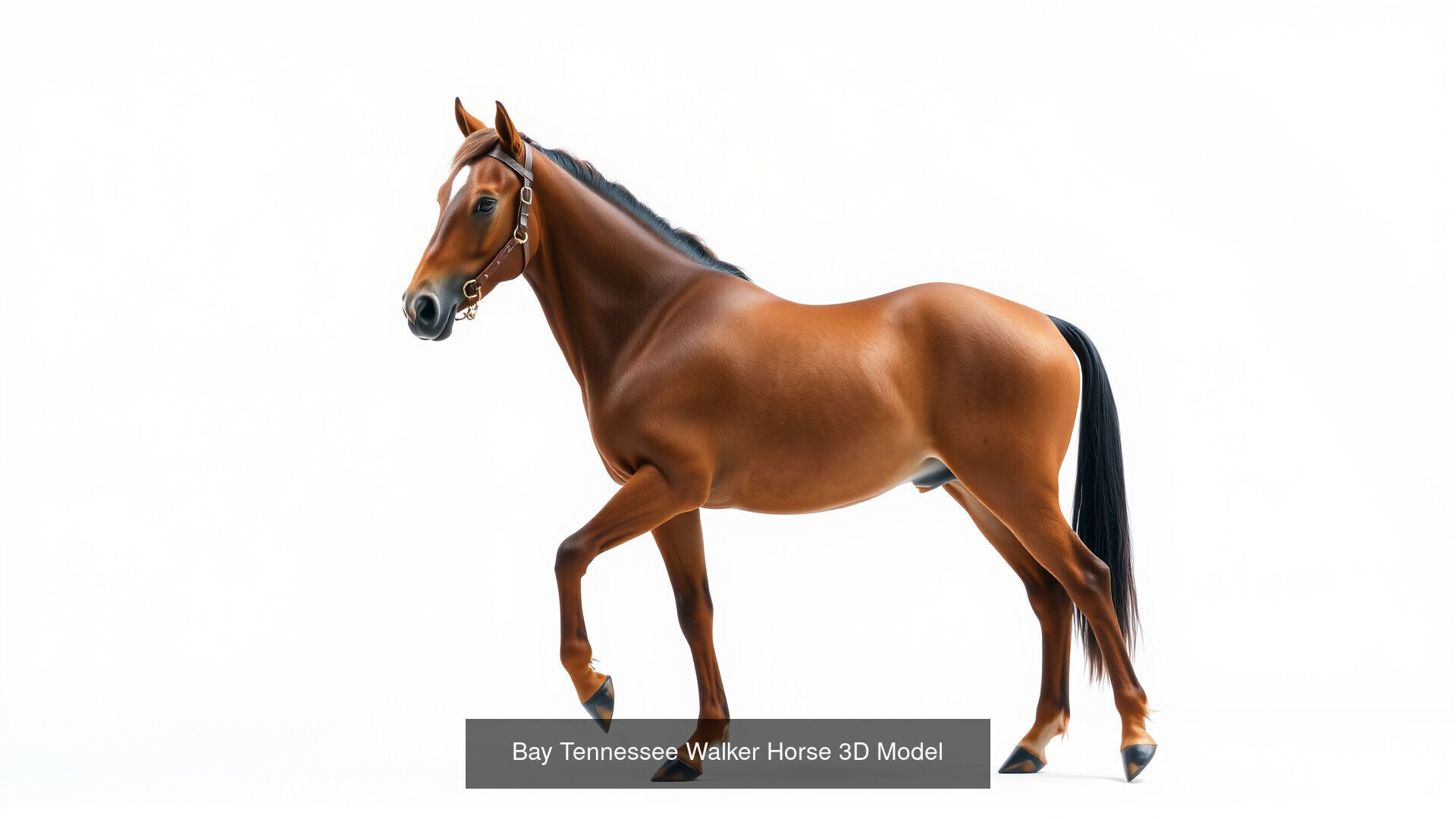 Horses of Different Breeds Pack 3D Model Collection_4