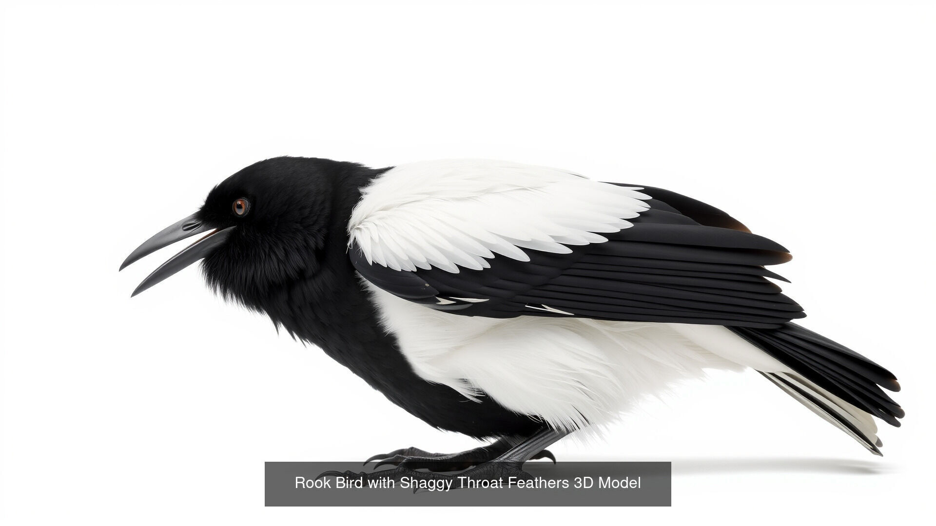 Crows of the World Pack 3D Model Collection_7
