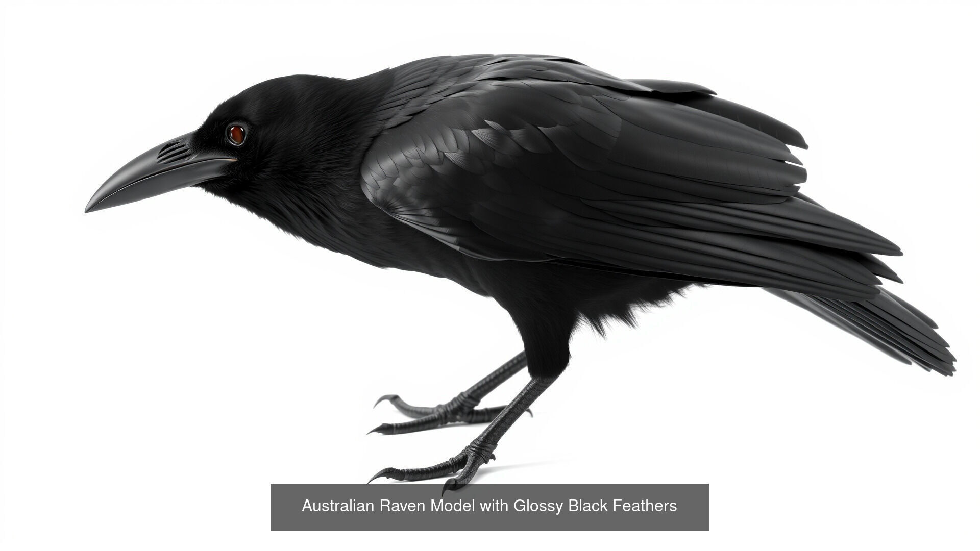 Crows of the World Pack 3D Model Collection_8