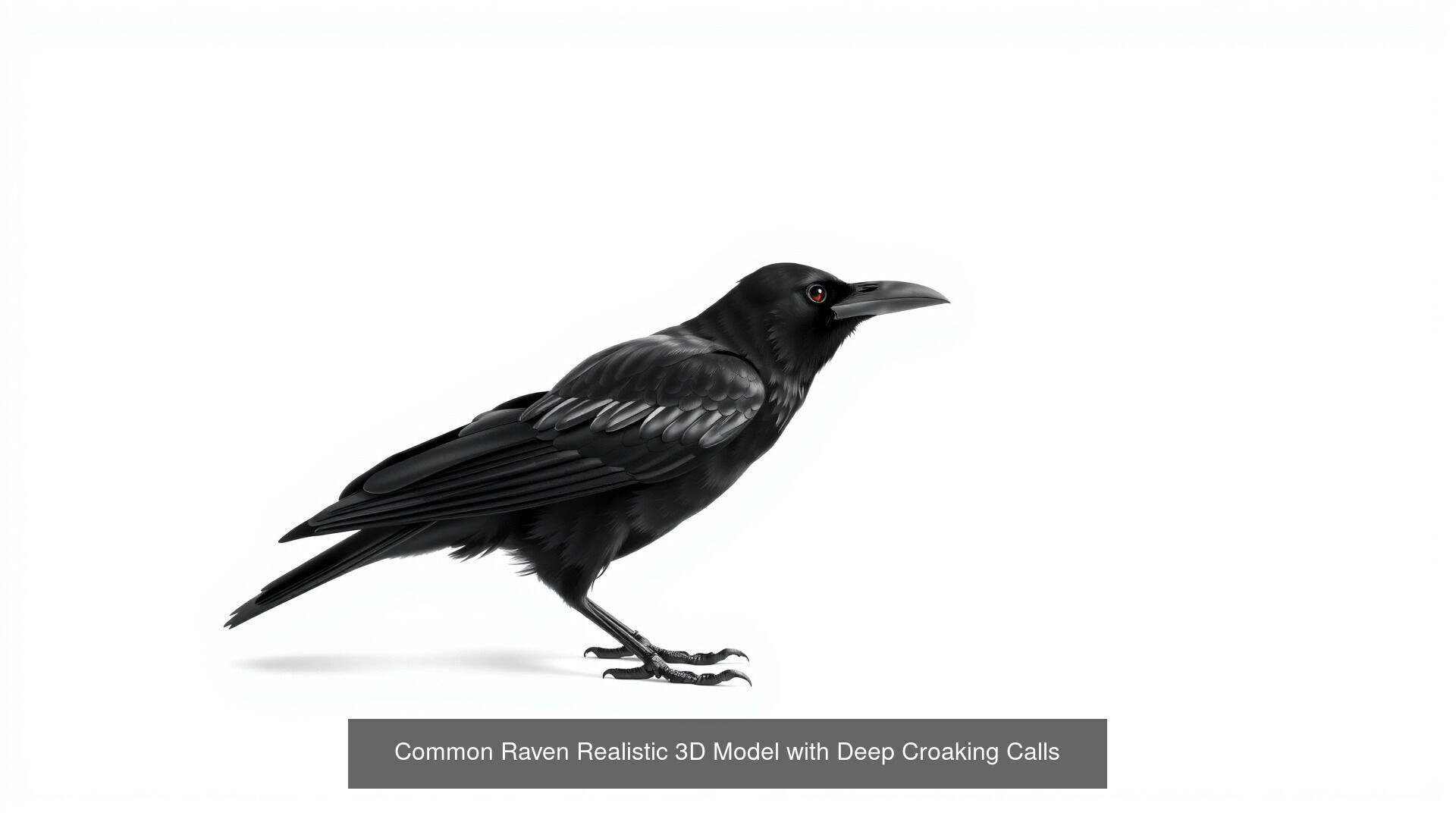 Crows of the World Pack 3D Model Collection_6