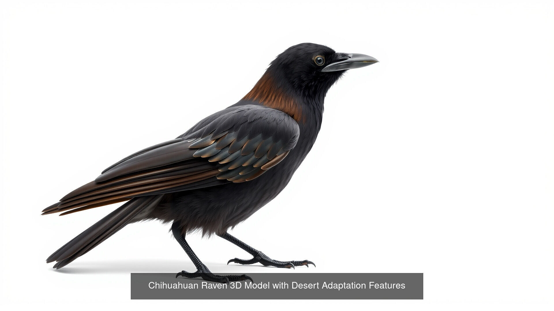 Crows of the World Pack 3D Model Collection_4