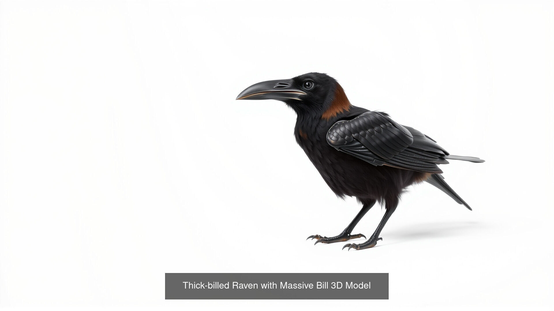 Crows of the World Pack 3D Model Collection_2