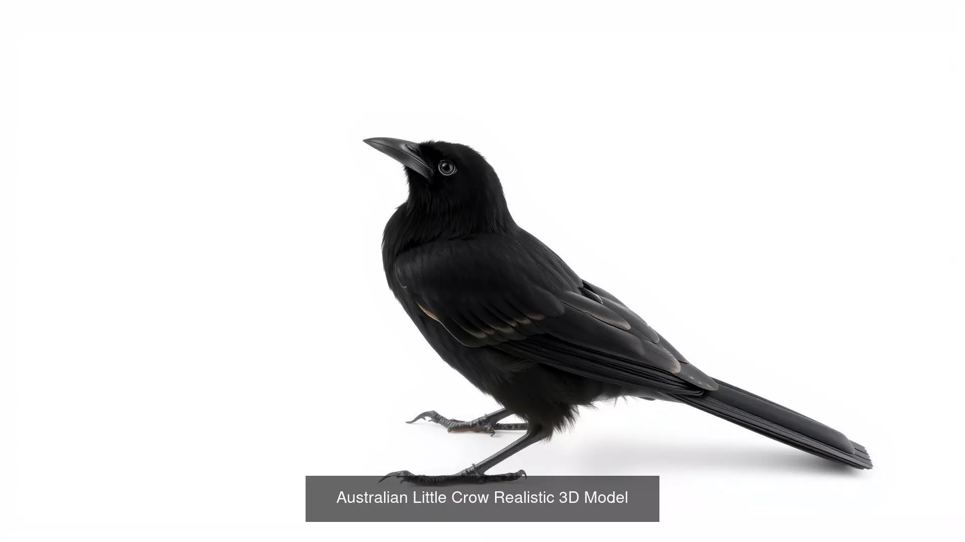 Crows of the World Pack 3D Model Collection_0