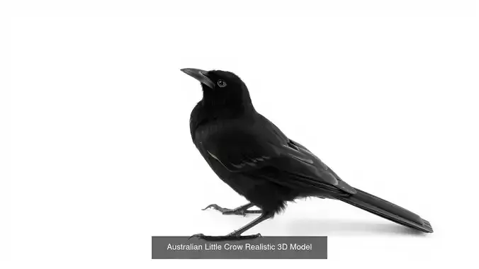 Crows of the World Pack 3D Model Collection