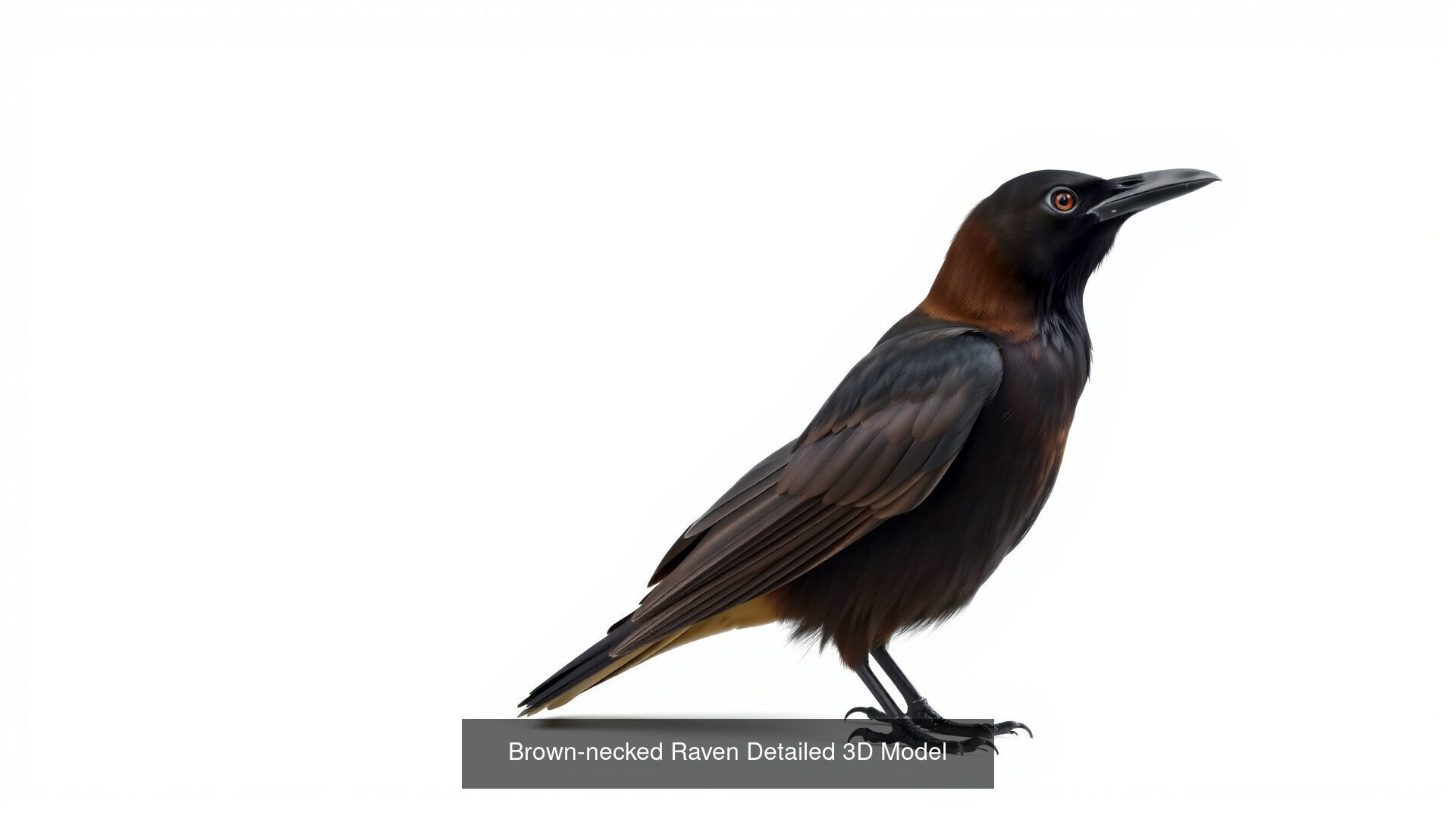 Crows of the World Pack 3D Model Collection_5