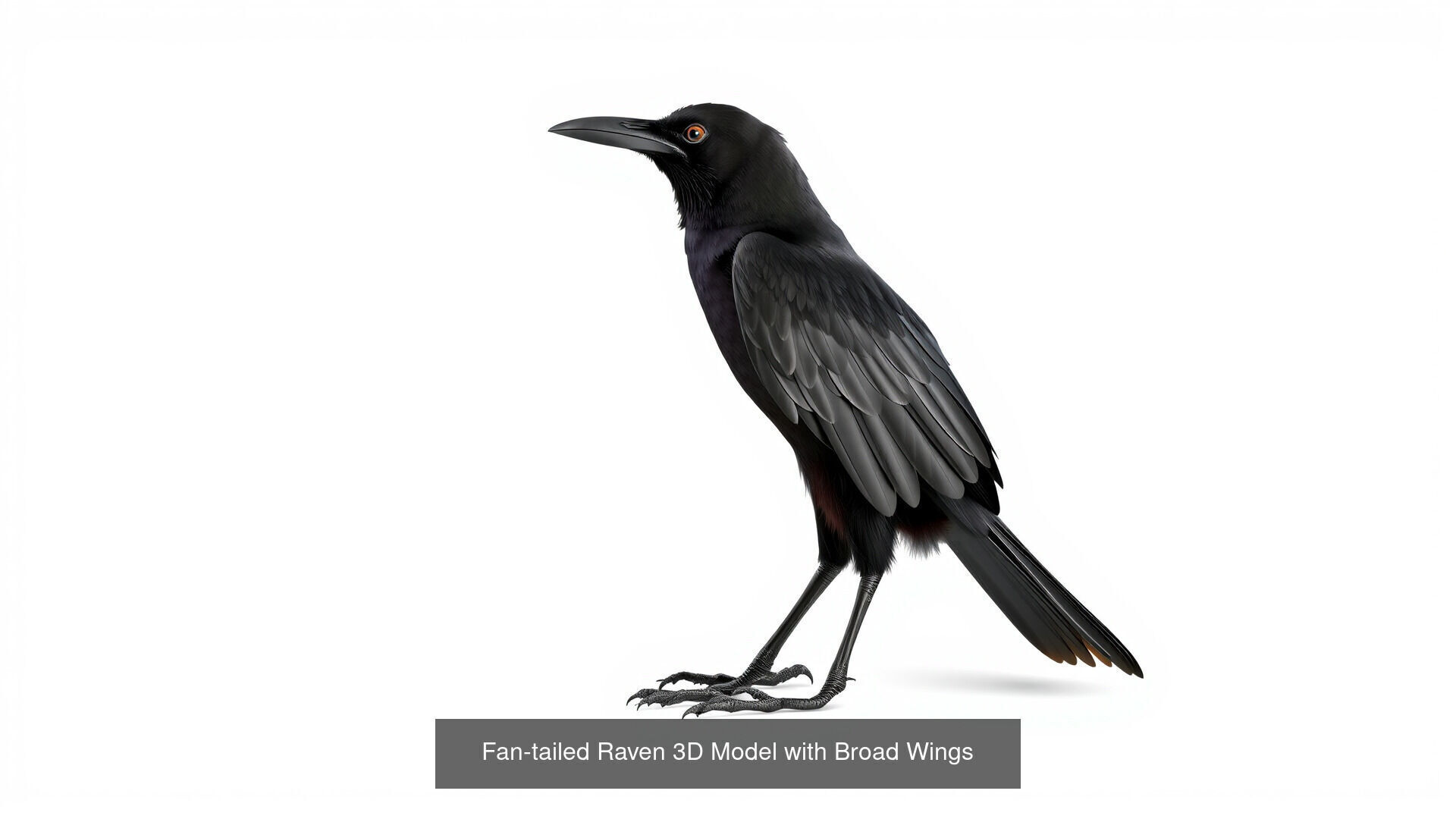 Crows of the World Pack 3D Model Collection_1