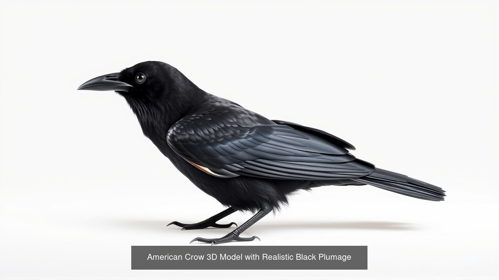 Crows of the World Pack 3D Model Collection_10