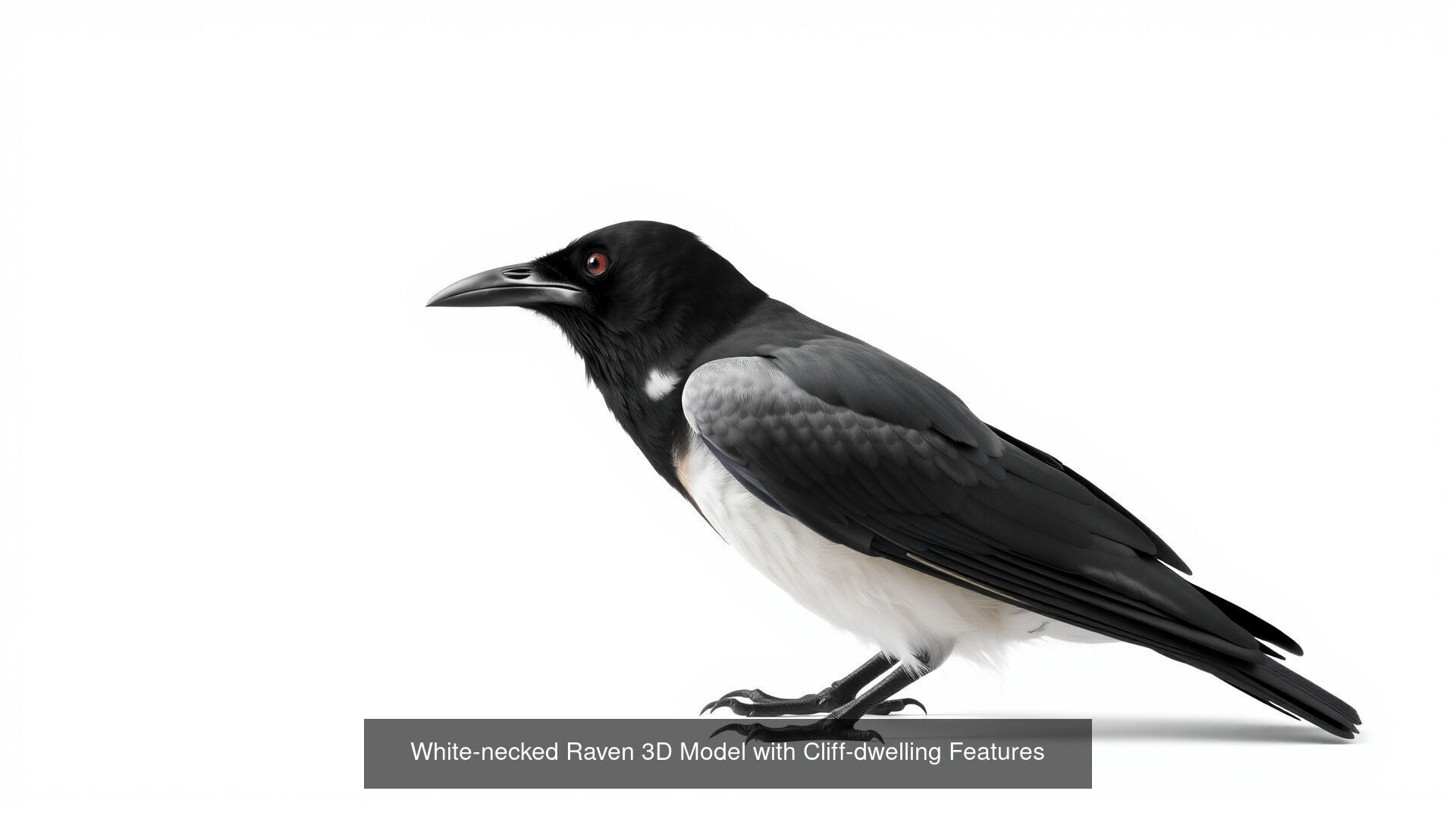 Crows of the World Pack 3D Model Collection_9