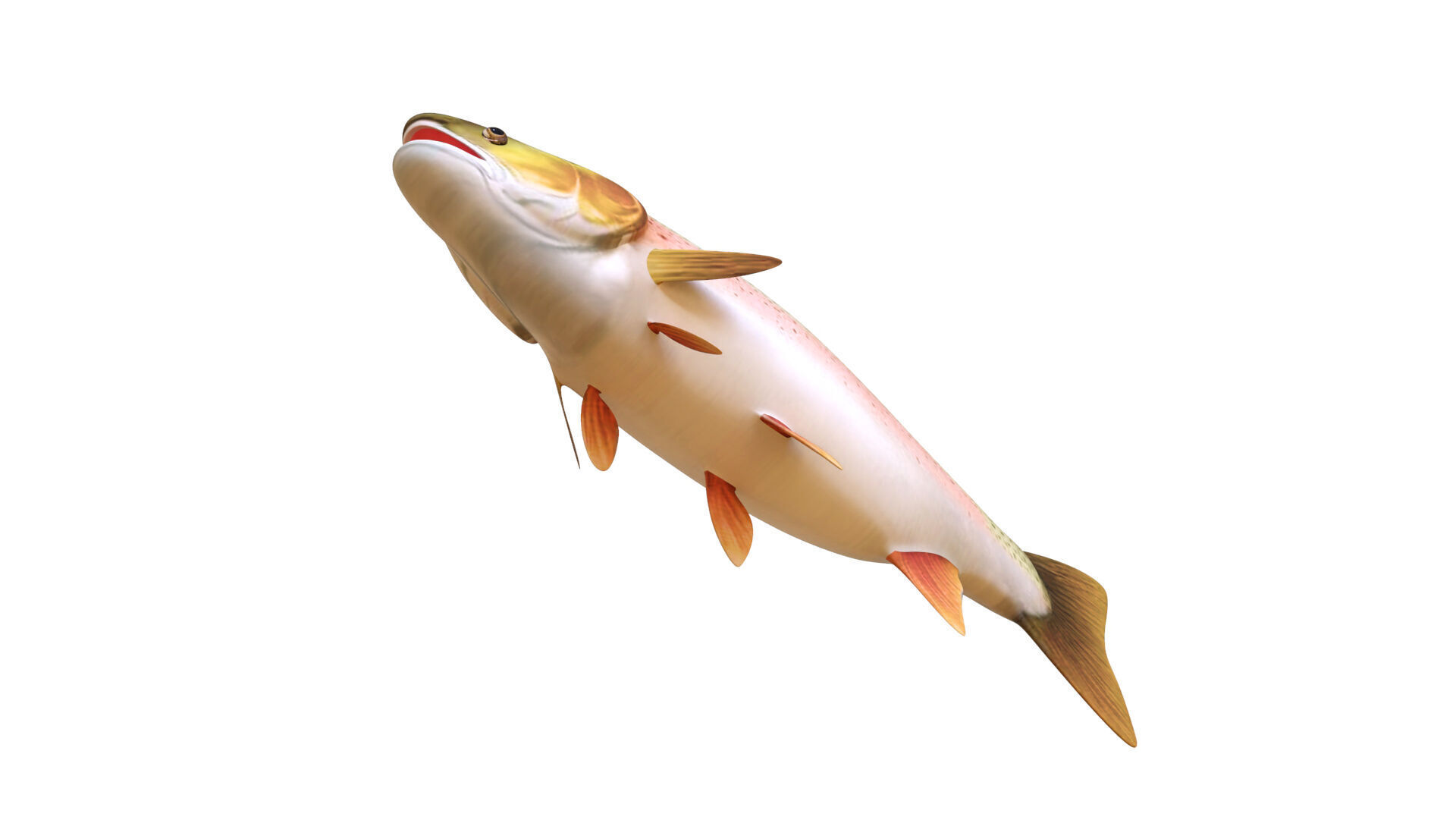 Low-Poly Rainbow Trout Animated Low-poly 3D model_6