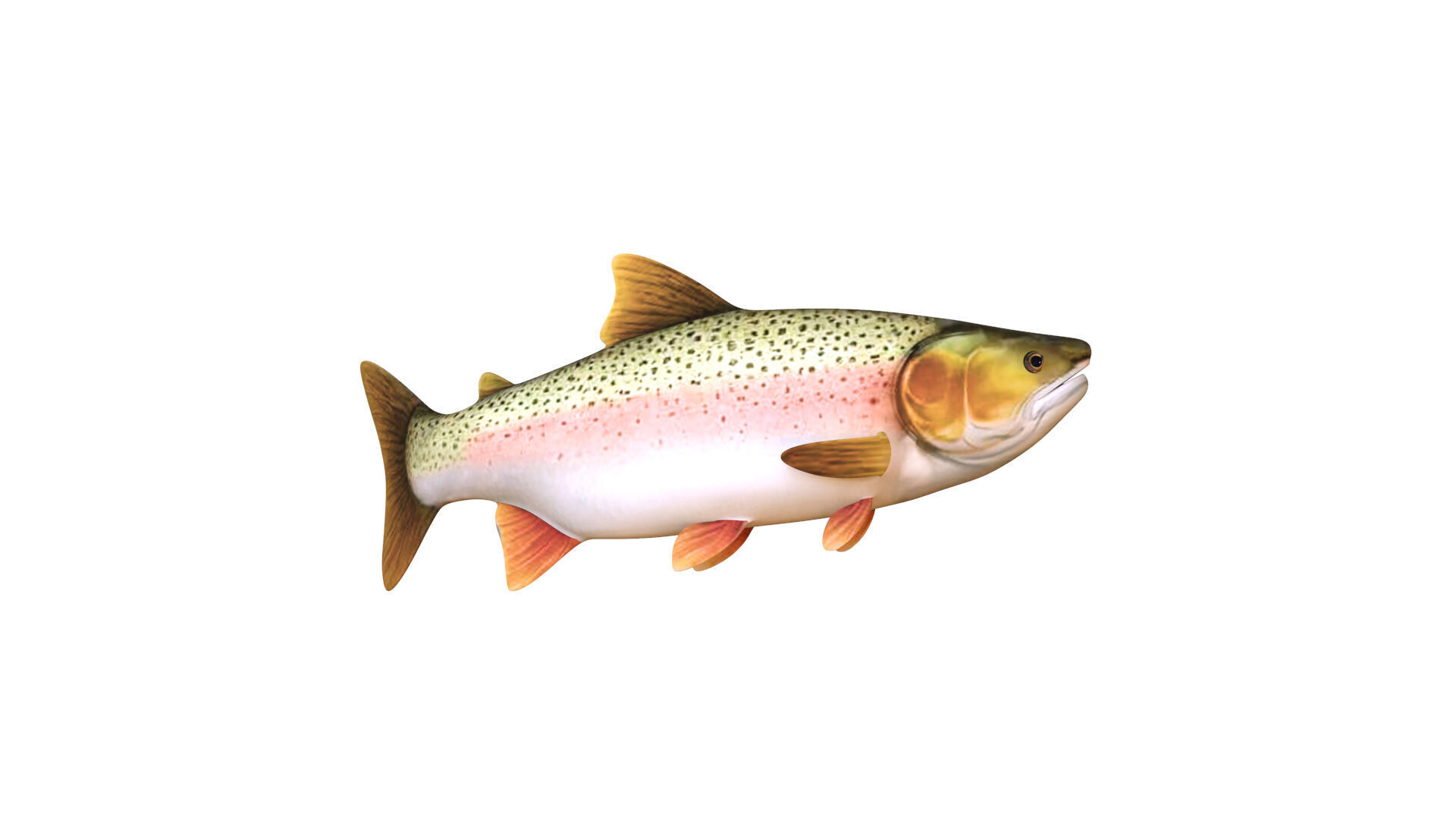 Low-Poly Rainbow Trout Animated Low-poly 3D model_9