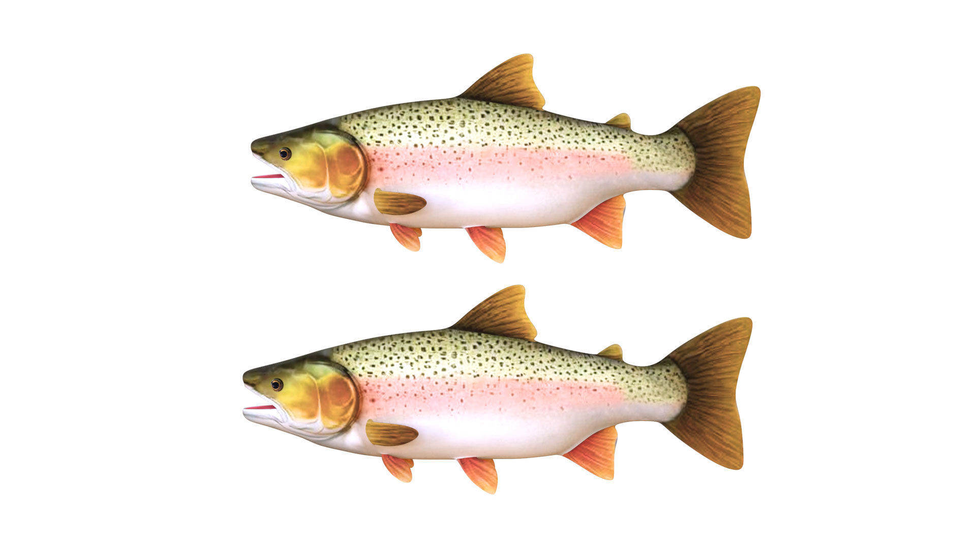 Low-Poly Rainbow Trout Animated Low-poly 3D model_1