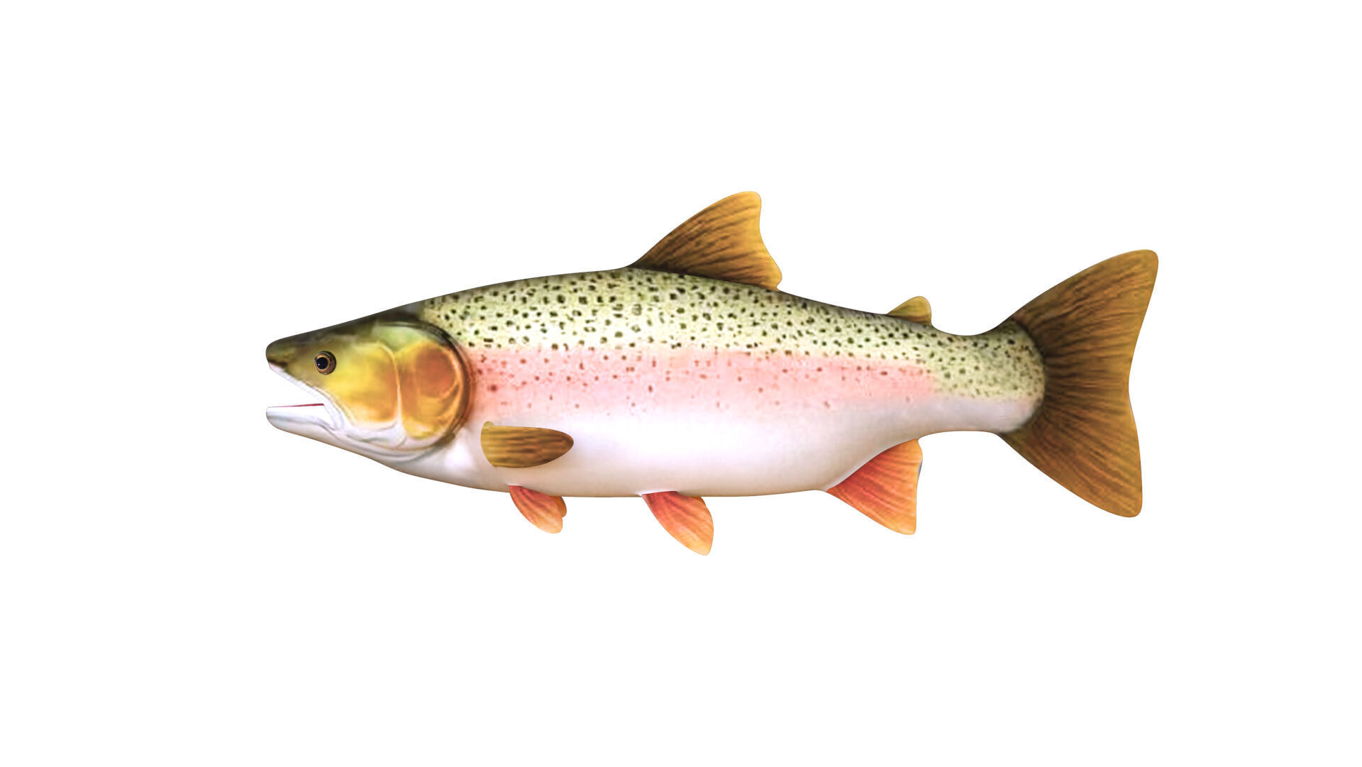 Low-Poly Rainbow Trout Animated Low-poly 3D model_3