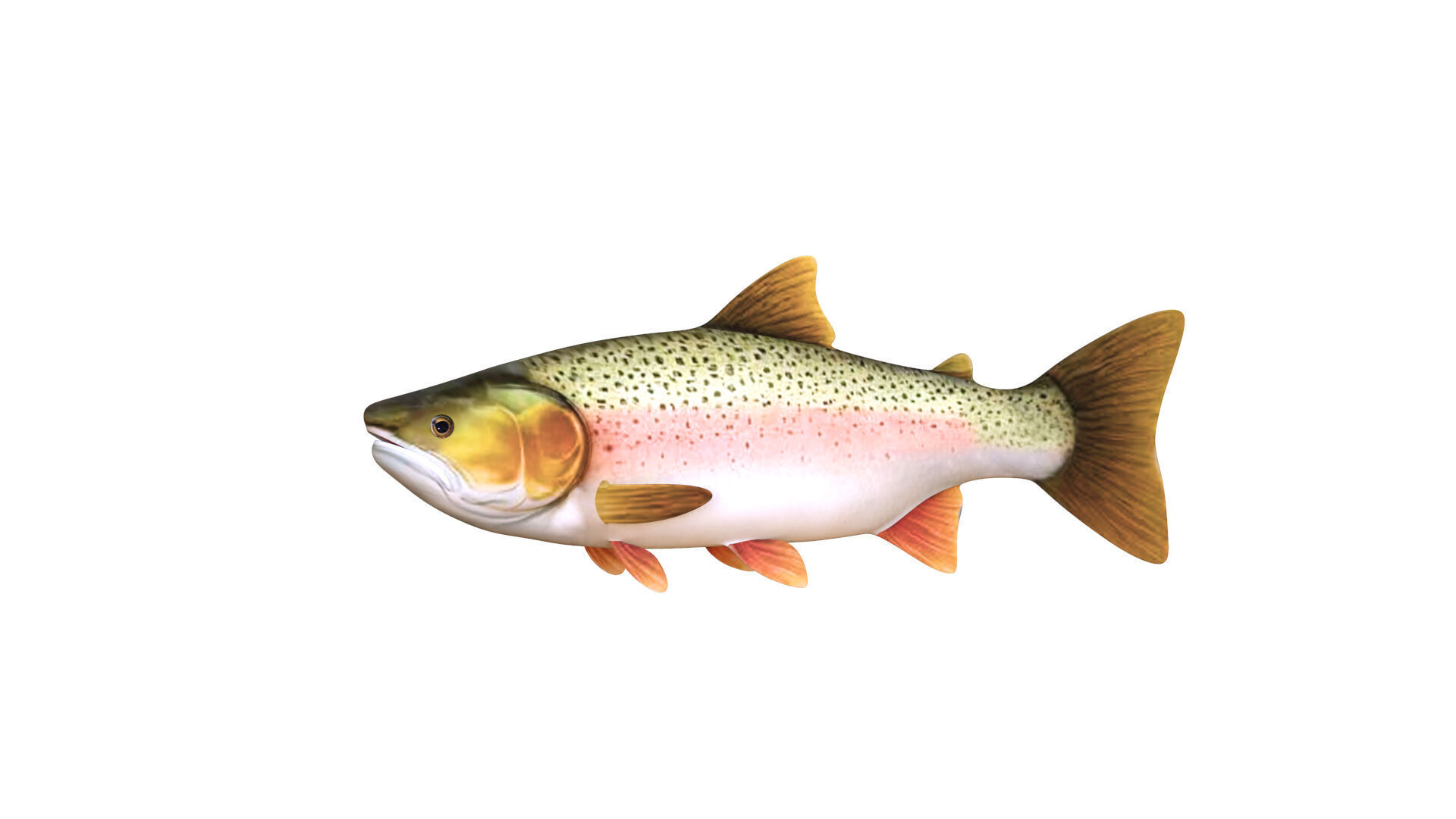 Low-Poly Rainbow Trout Animated Low-poly 3D model_8