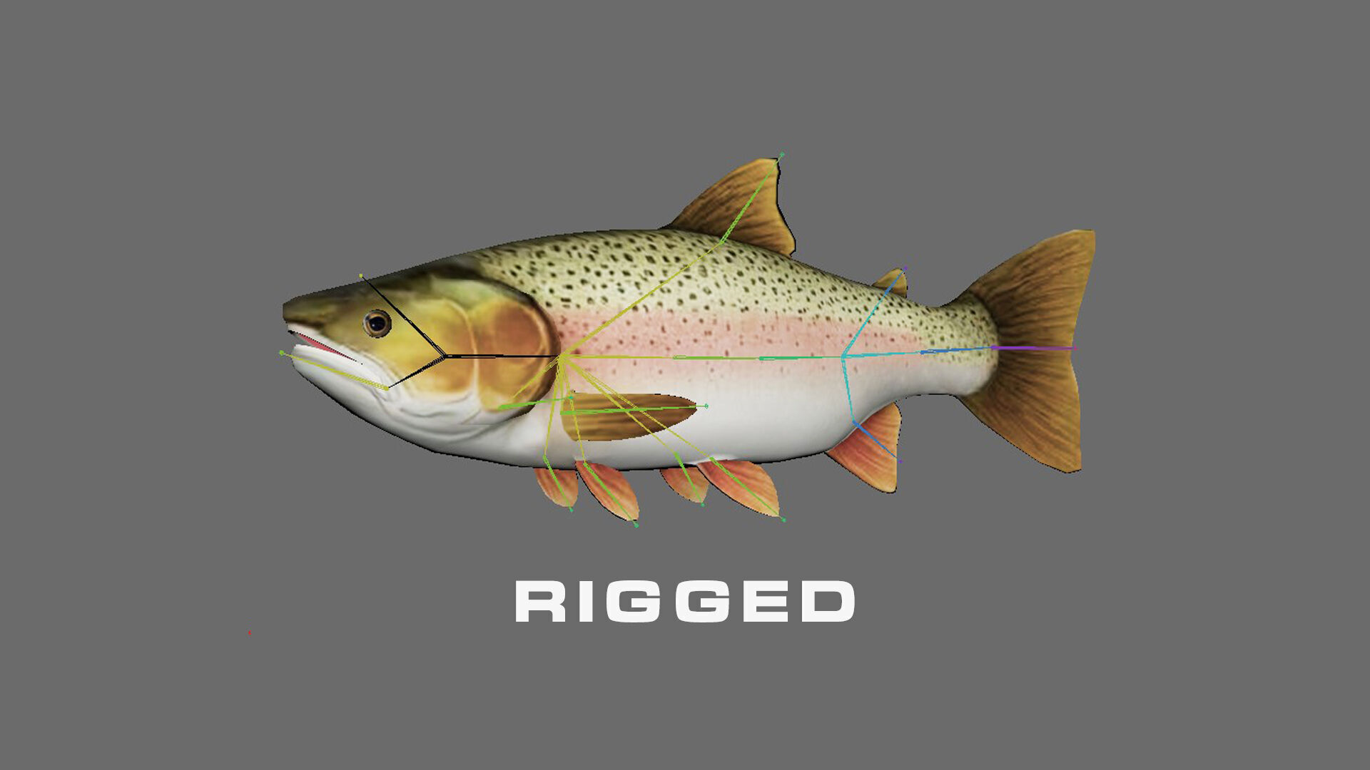 Low-Poly Rainbow Trout Animated Low-poly 3D model_2