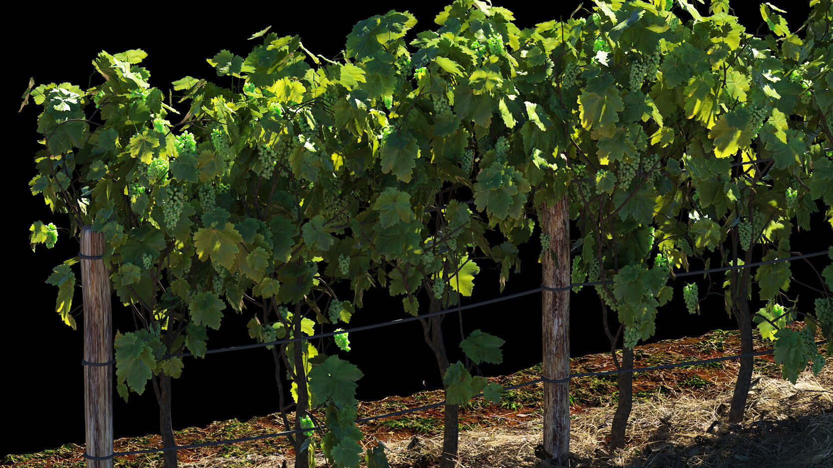Vineyard Grapes Plant  3D model_1
