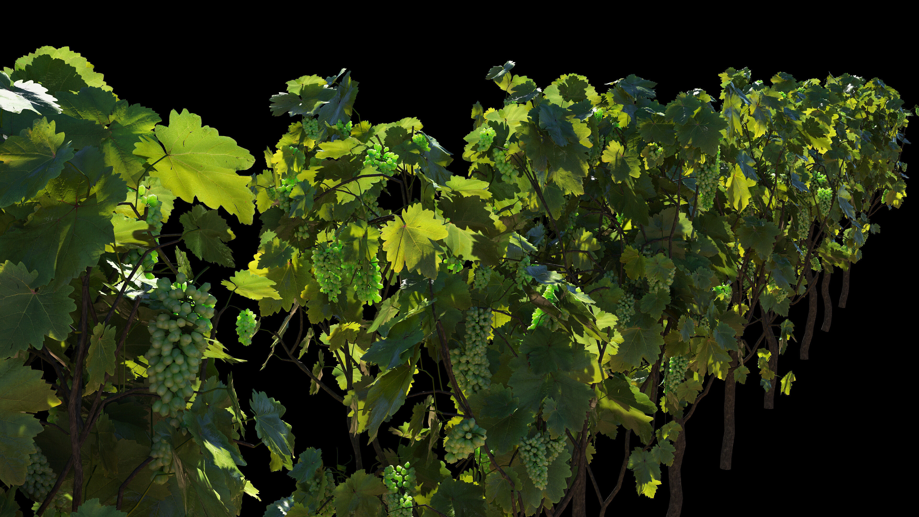 Vineyard Grapes Plant  3D model_3