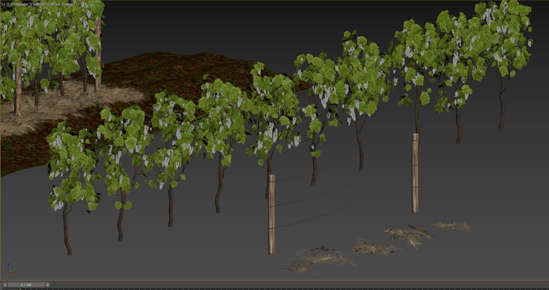 Vineyard Grapes Plant  3D model_7