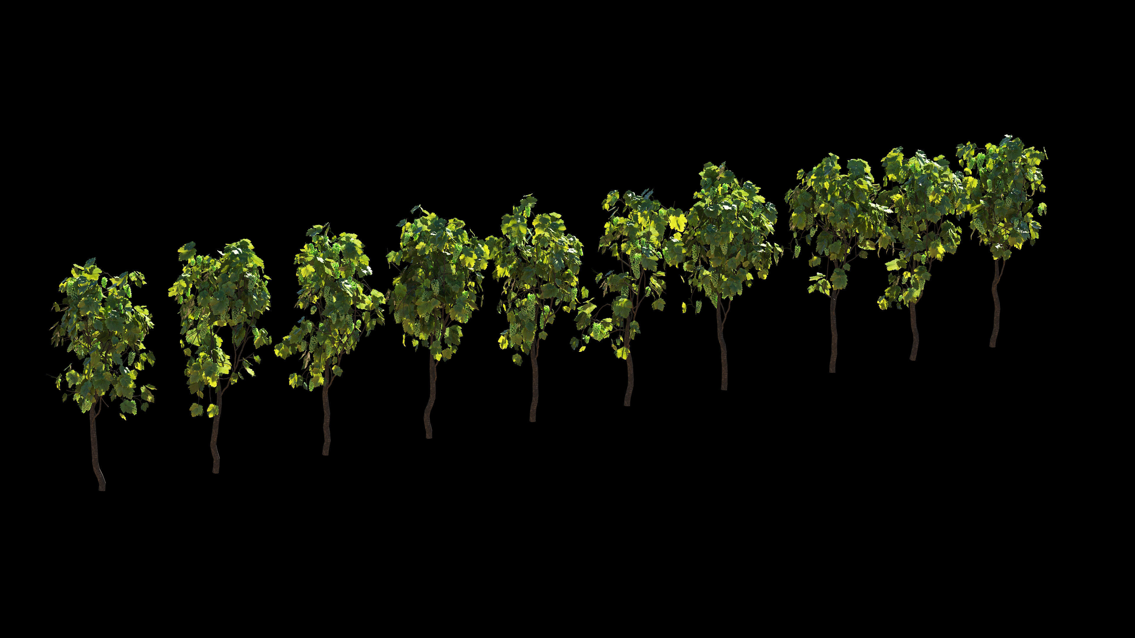 Vineyard Grapes Plant  3D model_2