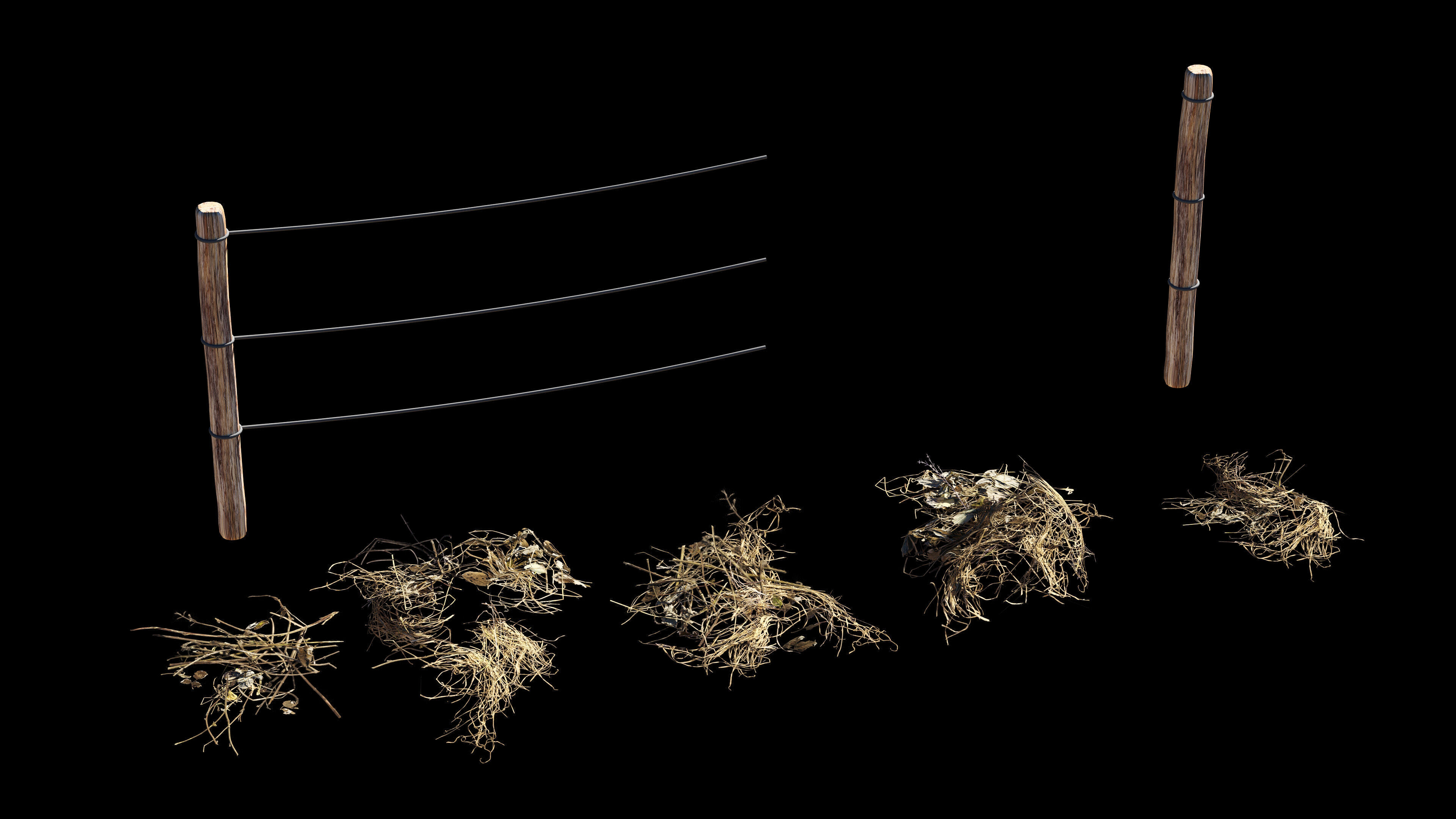 Vineyard Grapes Plant  3D model_4