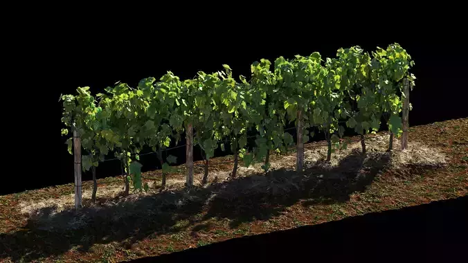 Vineyard Grapes Plant 