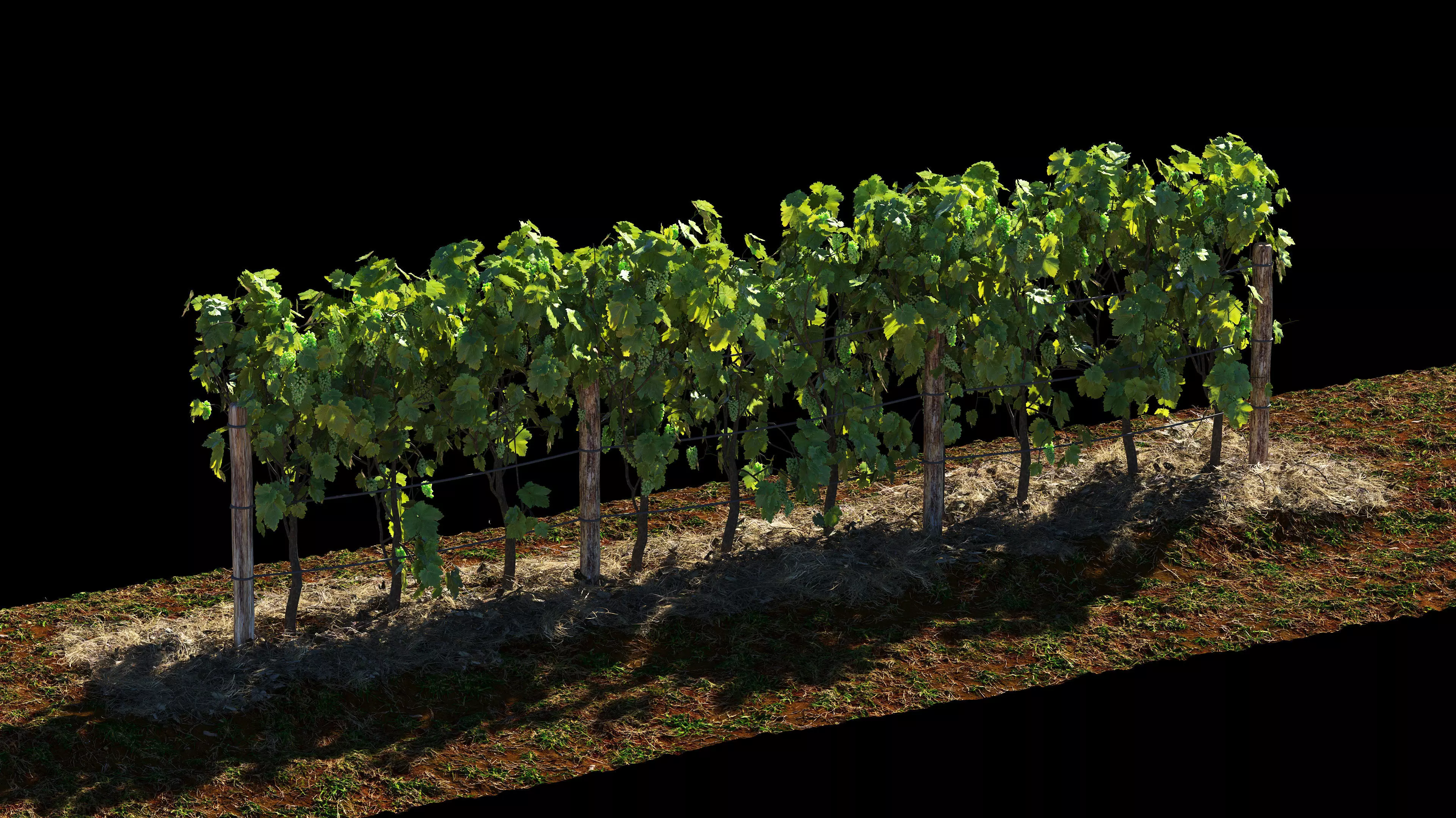 Vineyard Grapes Plant  3D model_0