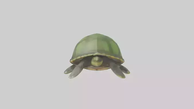 Cartoon Sea Turtle model
