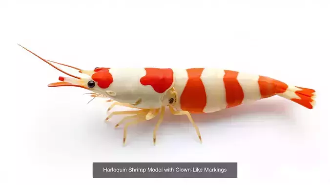 Crabs and Shrimps Pack 3D Model Collection