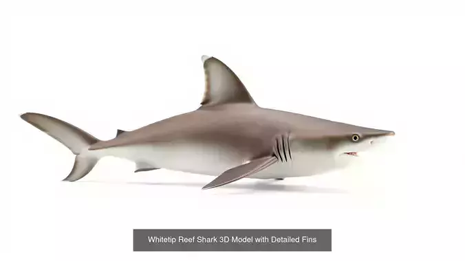 Sharks and Ocean Predators Pack 3D Model Collection