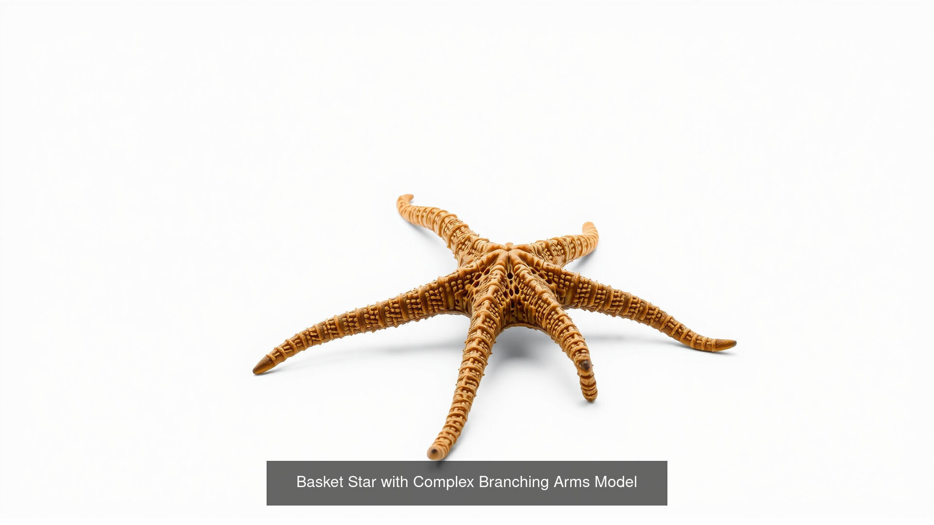 Strange Sea Creatures Pack 3D Model Collection_12