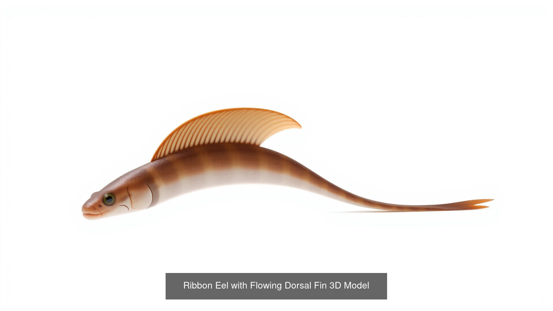 Strange Sea Creatures Pack 3D Model Collection_14