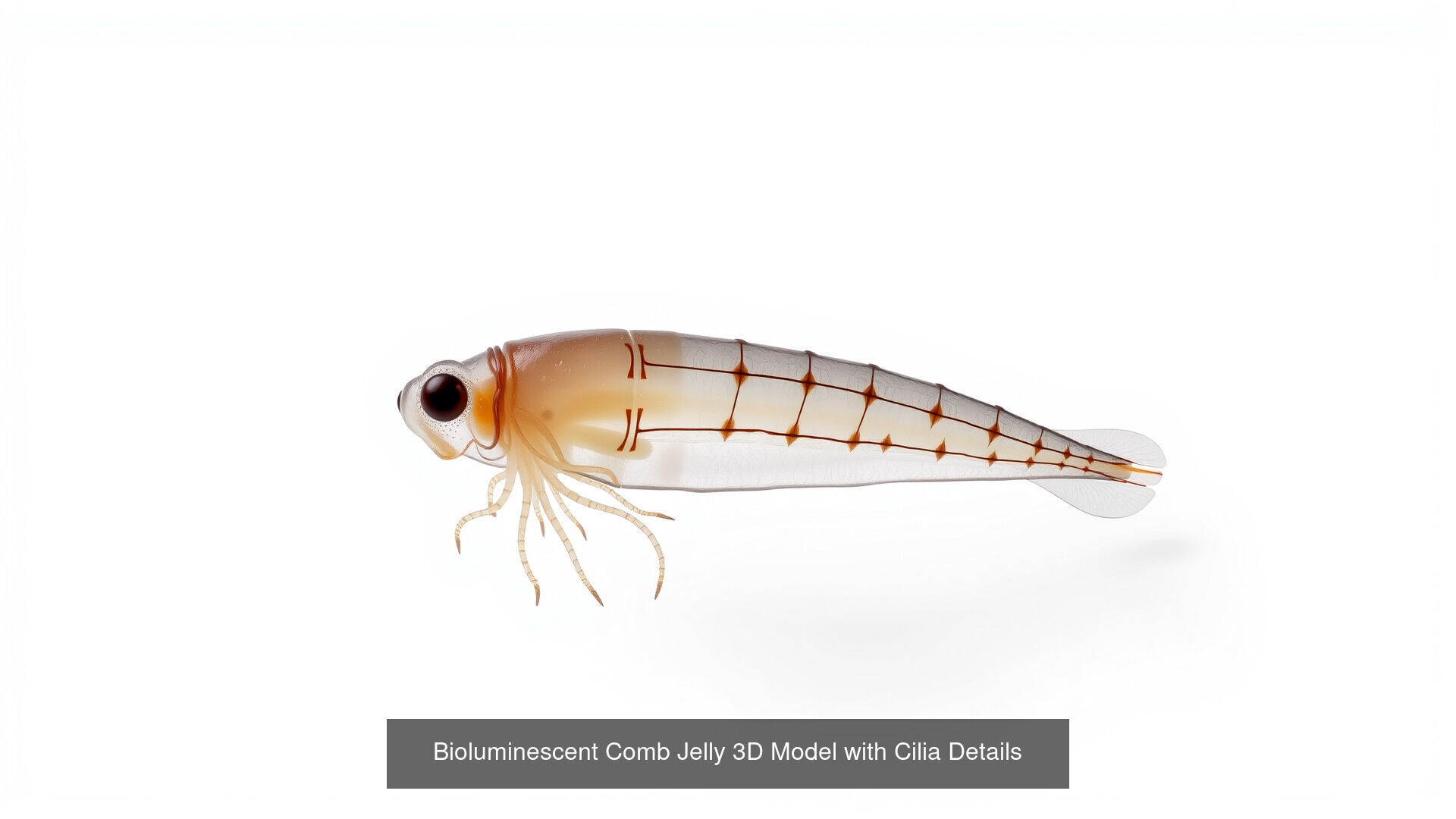 Fish and Sea Creatures Pack 3D Model Collection_9