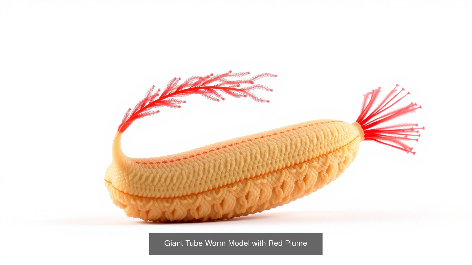 Fish and Sea Creatures Pack 3D Model Collection_7