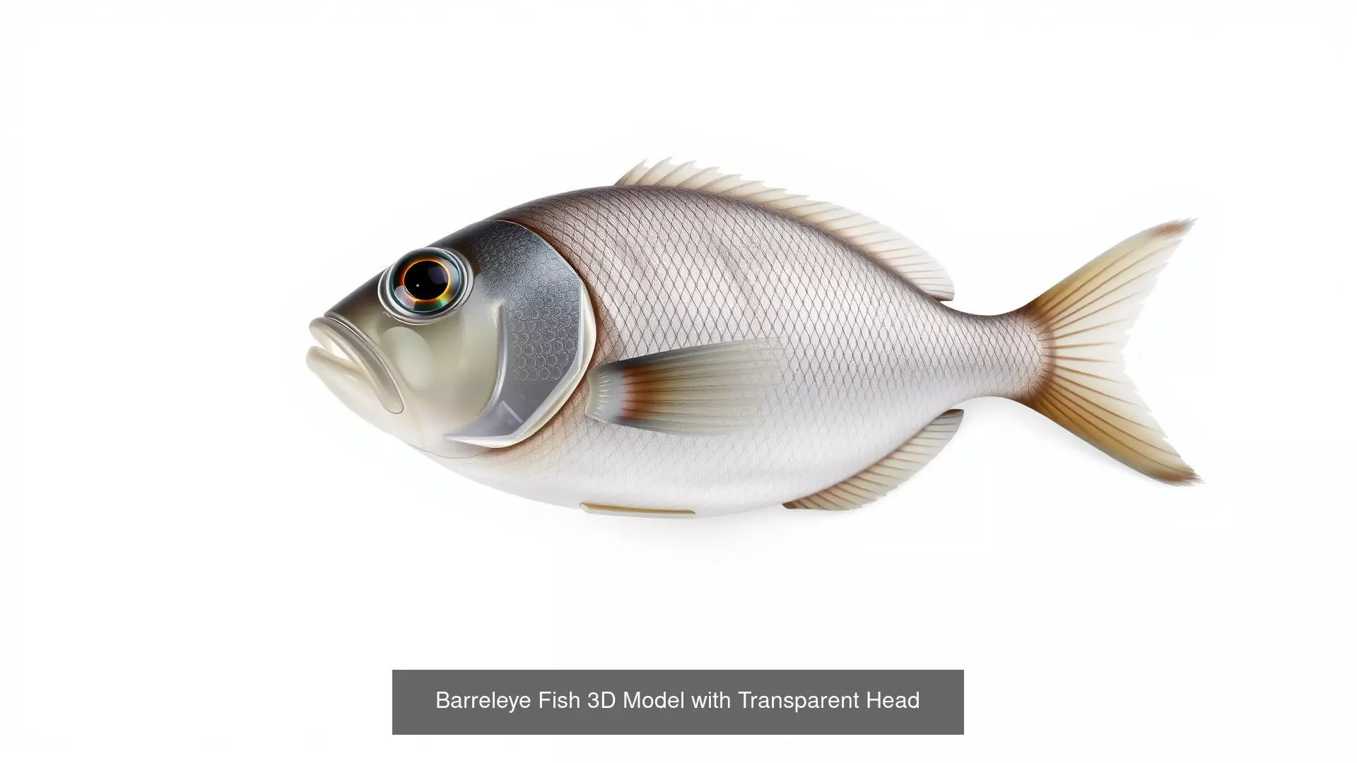 Fish and Sea Creatures Pack 3D Model Collection_0