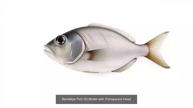 Fish and Sea Creatures Pack 3D Model Collection