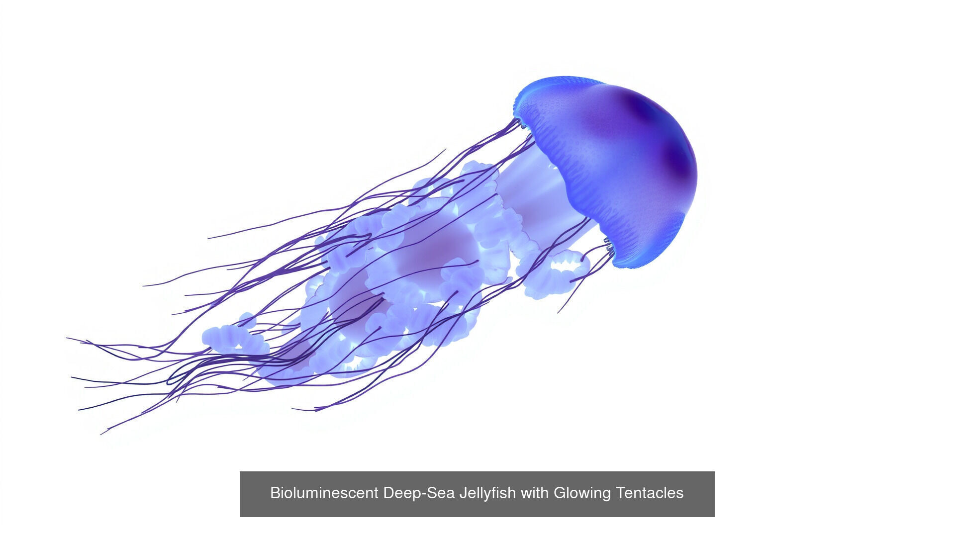 Fish and Sea Creatures Pack 3D Model Collection_12