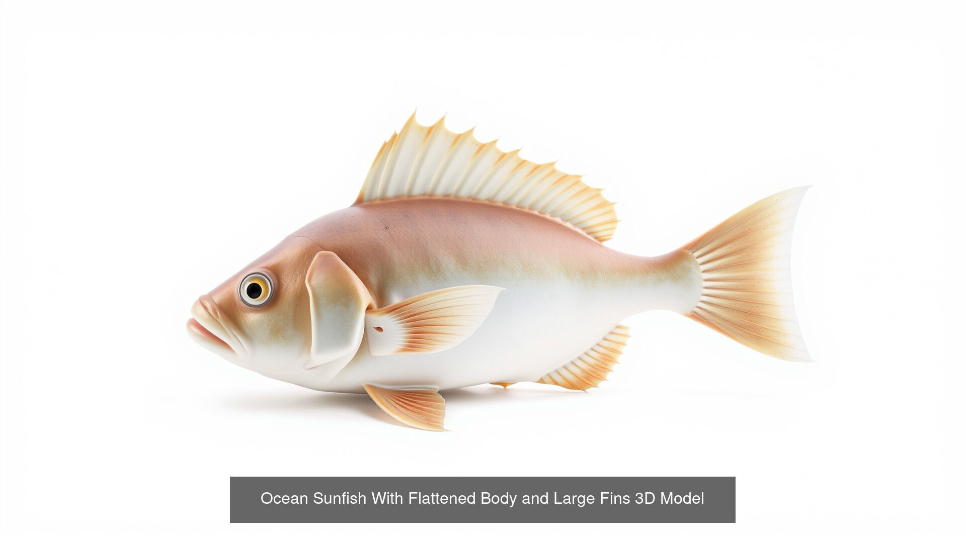 Fish and Sea Creatures Pack 3D Model Collection_13