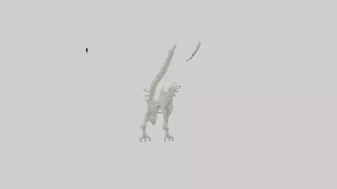 Cat Tail Skeleton model