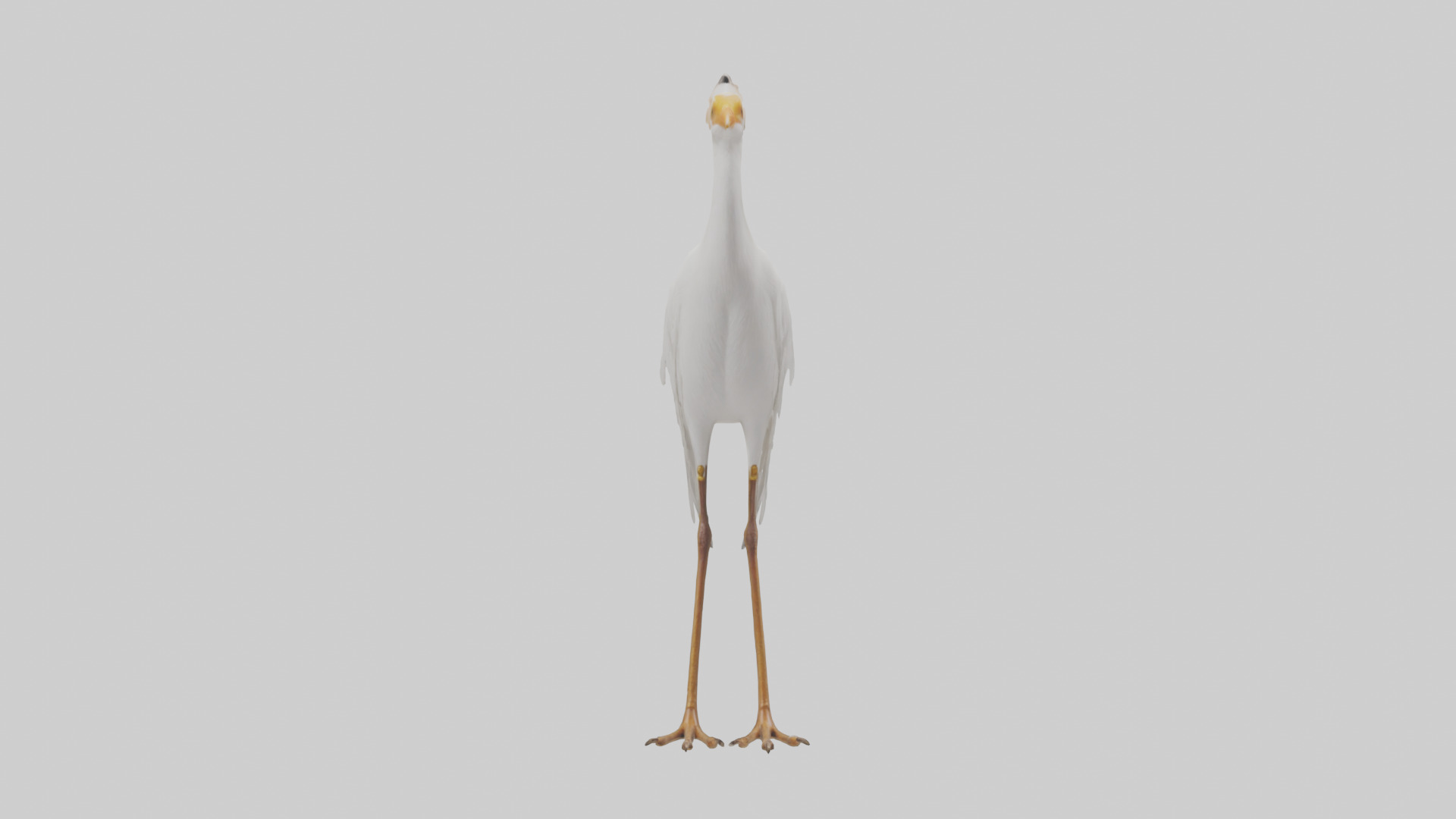 Cattle Egret standing model 3D model_9