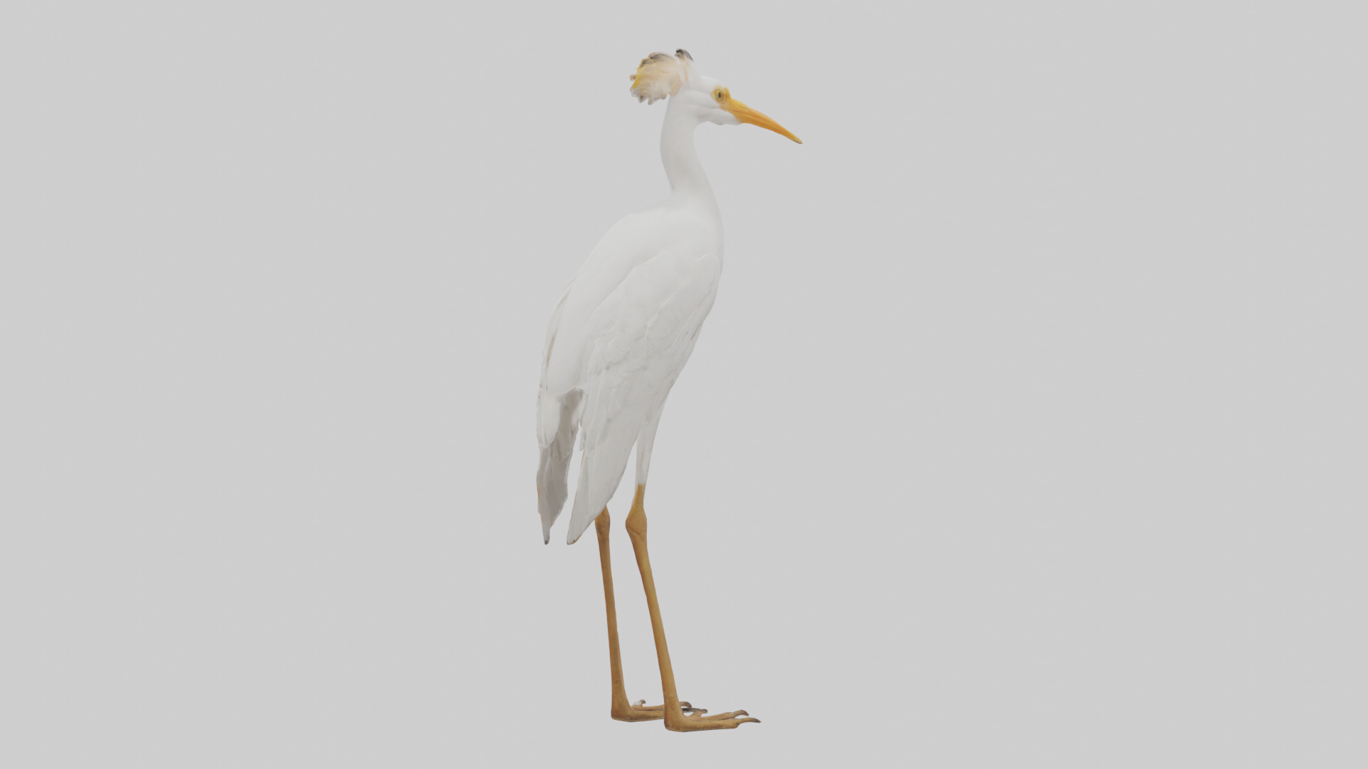 Cattle Egret standing model 3D model_2