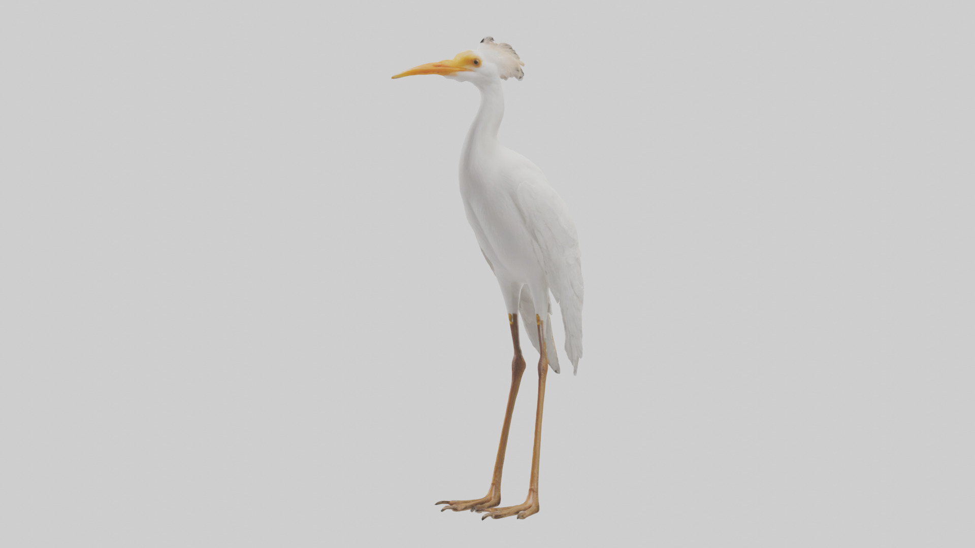 Cattle Egret standing model 3D model_8