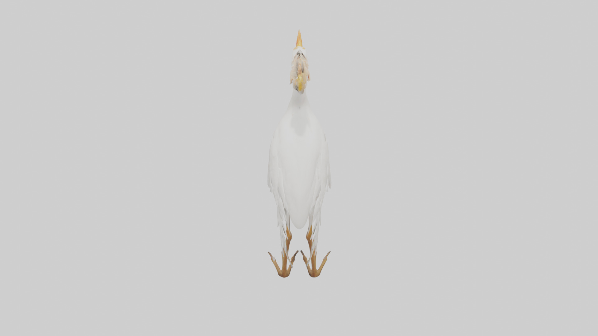 Cattle Egret standing model 3D model_15
