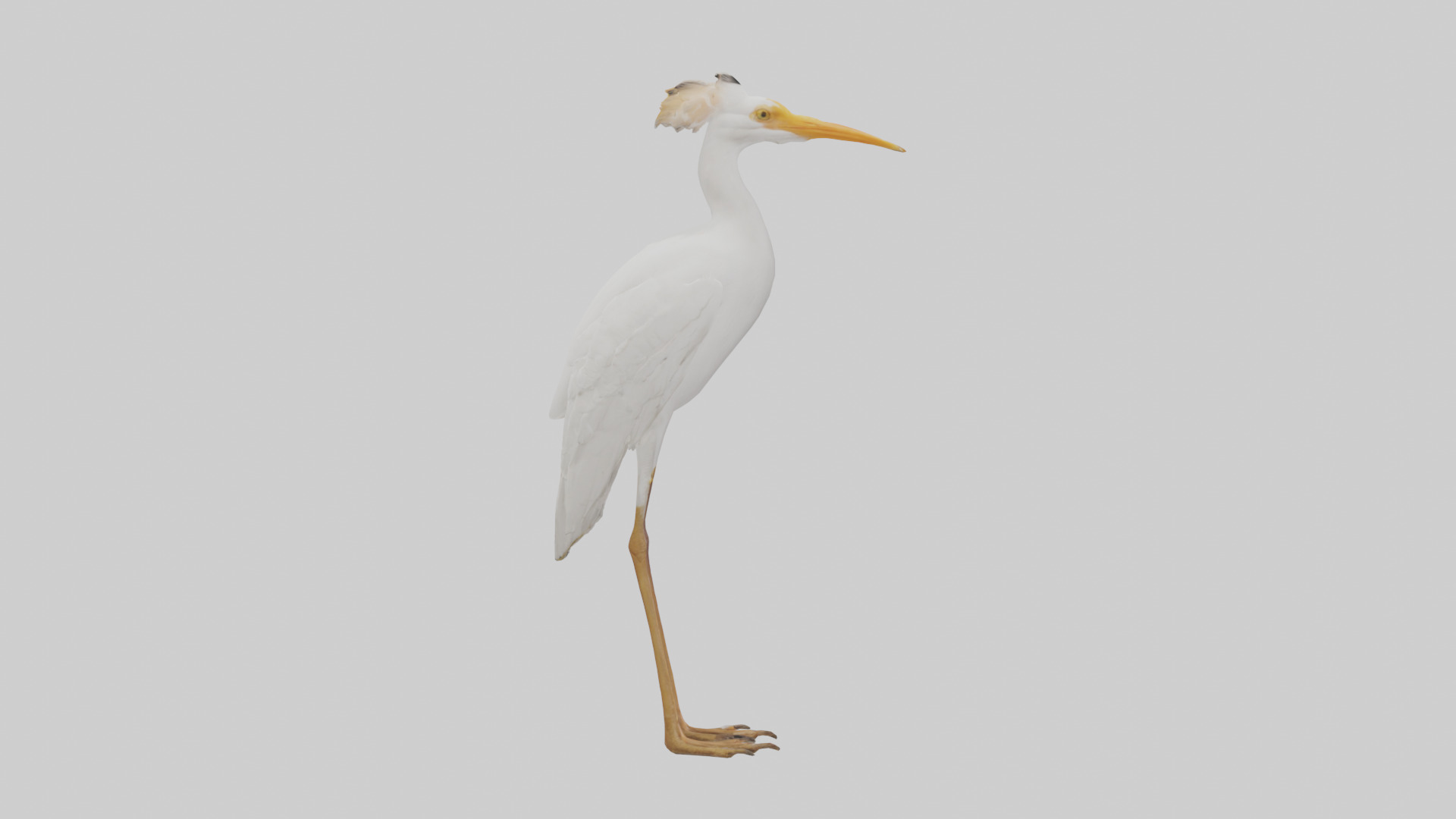 Cattle Egret standing model 3D model_13