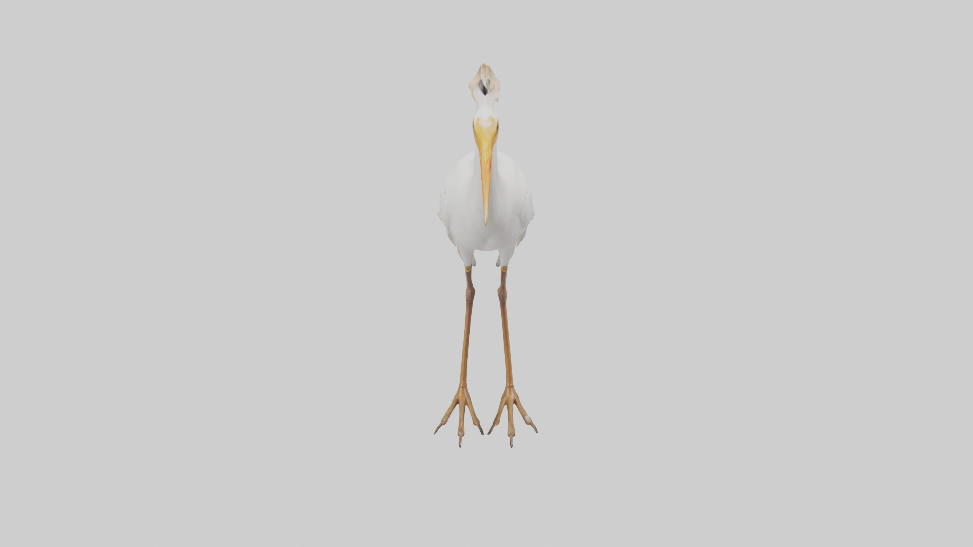 Cattle Egret standing model 3D model_16