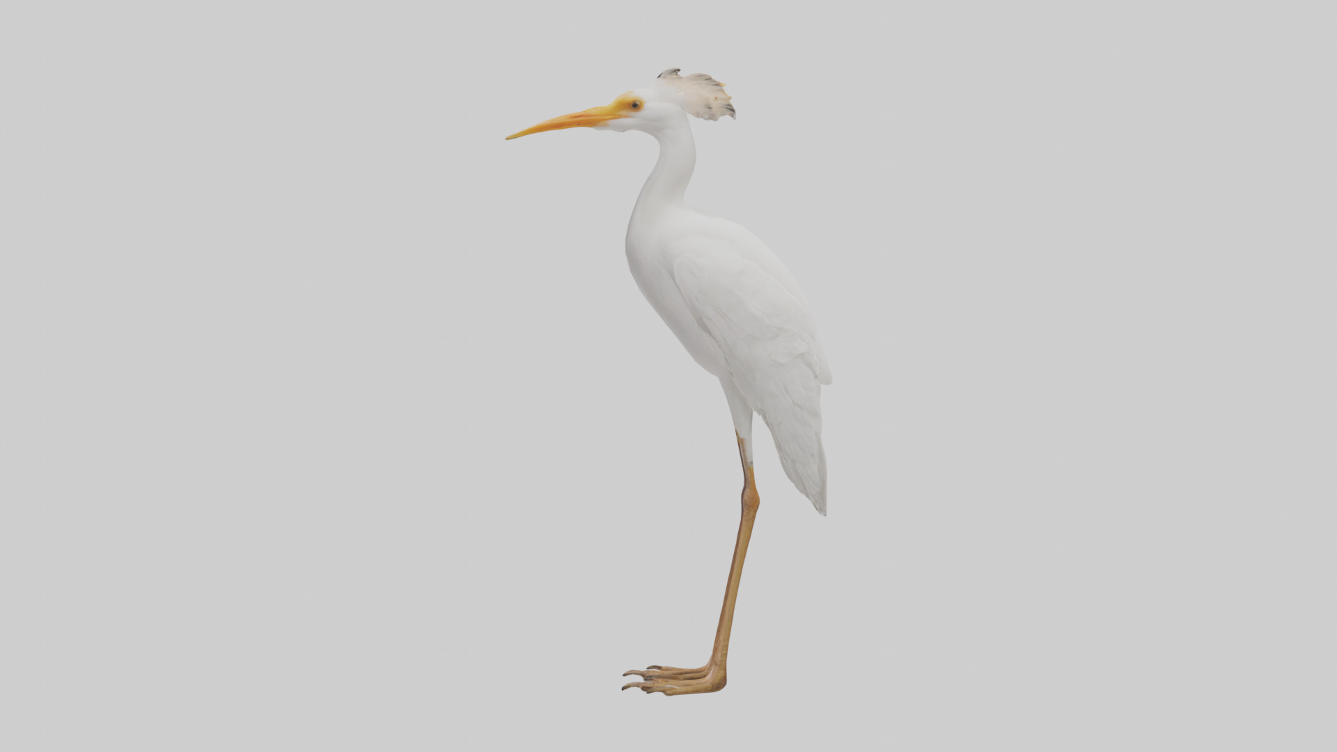 Cattle Egret standing model 3D model_12