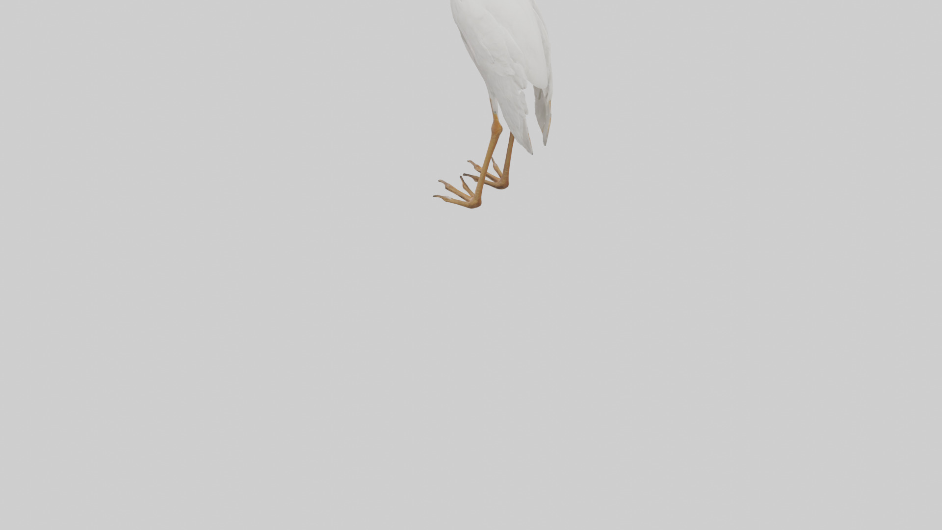 Cattle Egret standing model 3D model_3
